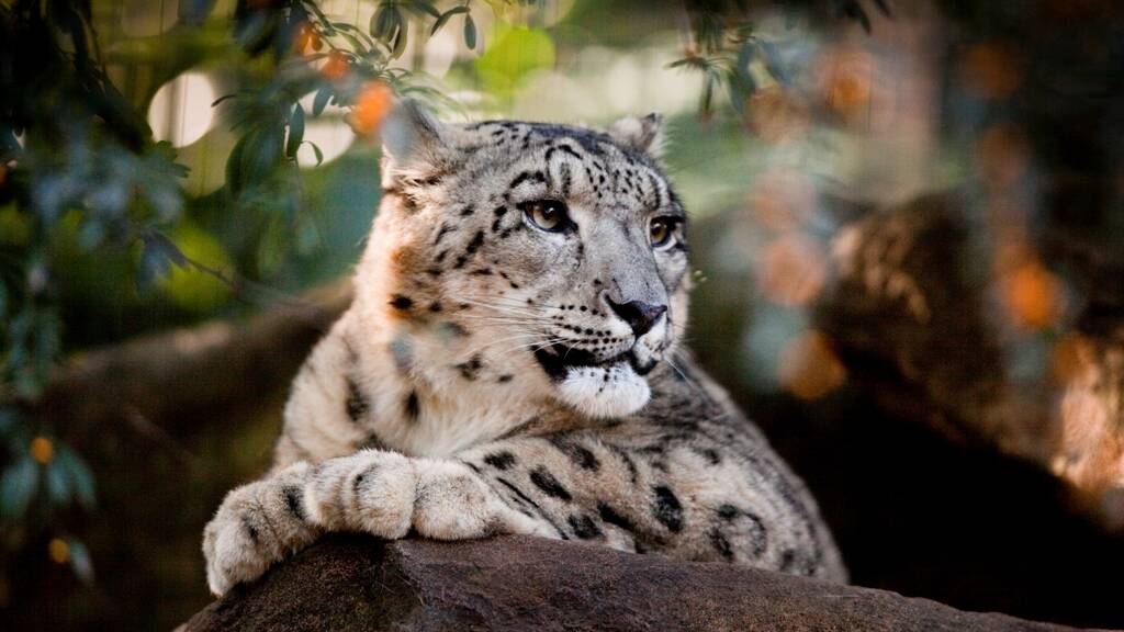 Big cats:  Visit the beautiful snow leopards at The Billabong Zoo and Koala Park. Off the Oxley Highway just near the Pacific Highway junction. See the koalas, feed the kangeroos, and watch the majestic Shrek the Croc in action.




