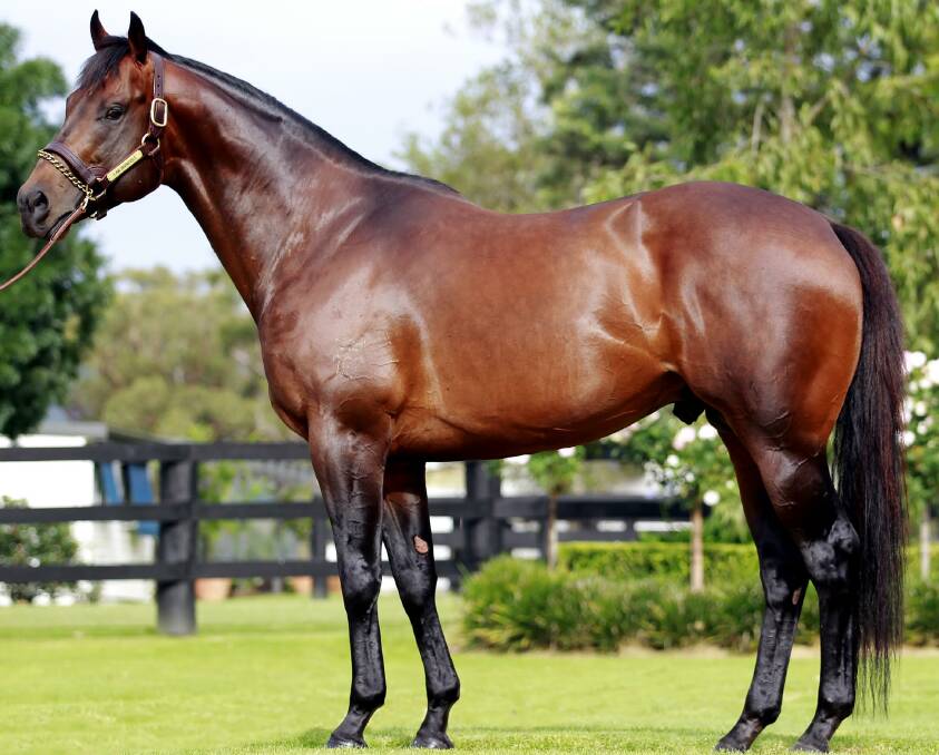  CHAMPION SIRE: I Am Invincible stands at Yarraman Park Scone and is one the Hunter's leading stallions.