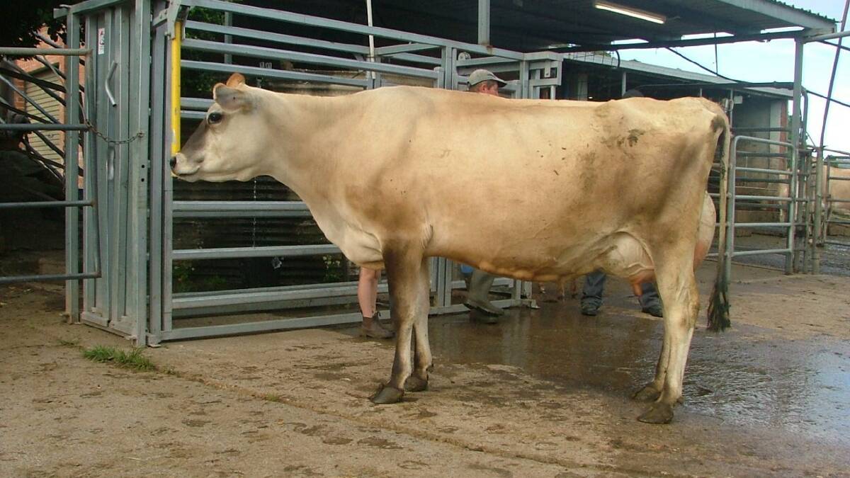 Tarcoola cow takes out top Jersey award
