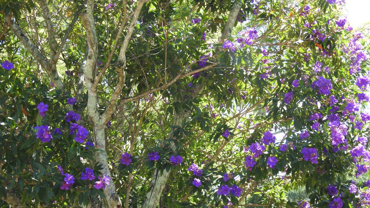 One of Wauchope's beautiful lasiandra trees.