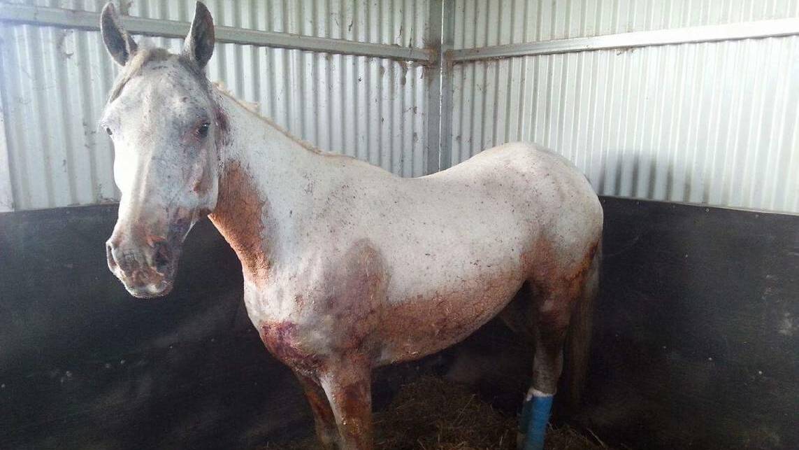 On the mend: One of Helen Riek's horses is recovering well after the Pappinbarra fires.
