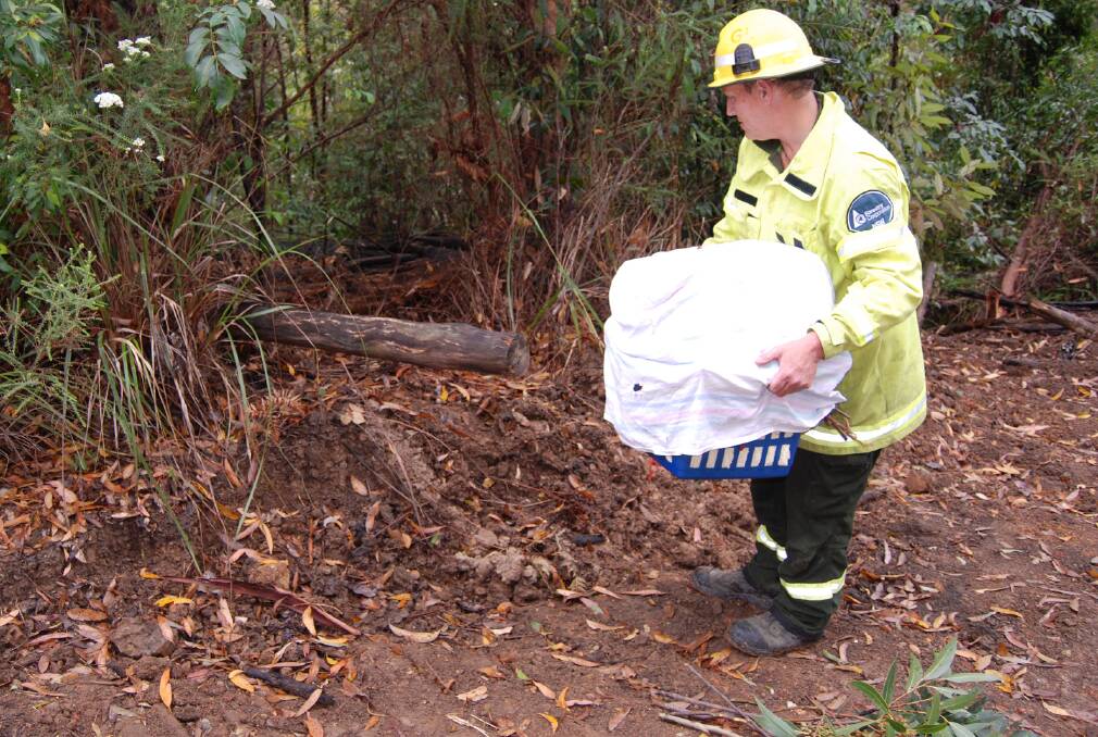 Back to good health: Forestry worker Shane Dickinson release the mum and bub koala back into the bush.