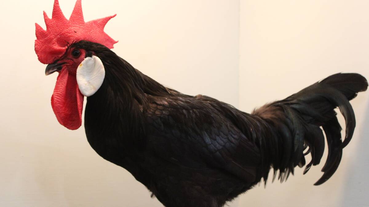 Get clucky at poultry show