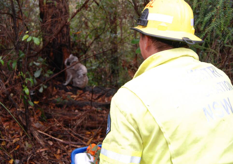 Back to good health: Forestry worker Shane Dickinson release the mum and bub koala back into the bush.