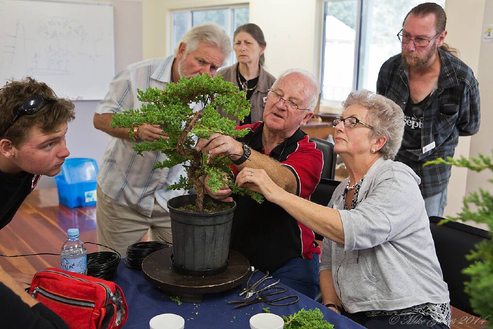 Experience: Regular demonstrations will be held at this year's Bonsai Exhibition.
