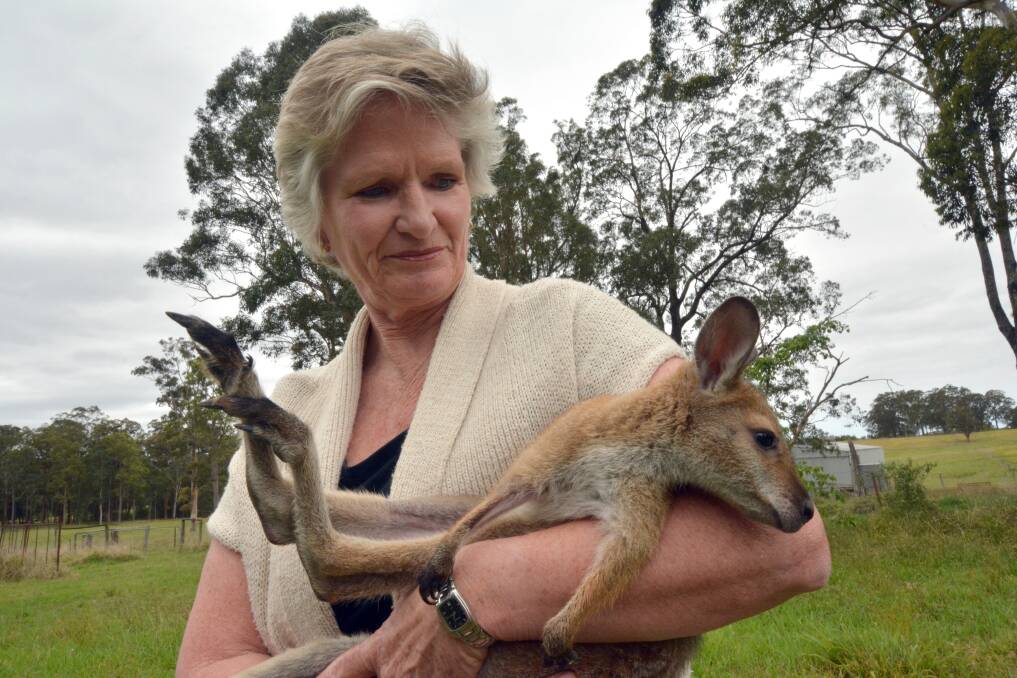 A helping hand: Meredith Ryan nurses Poppy the wallaby on her property where she cares for and releases many injured wildlife.