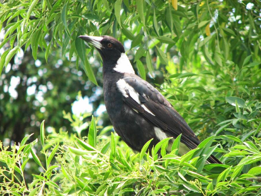 It's swooping season: Watch out for magpies trying to protect their nests.
