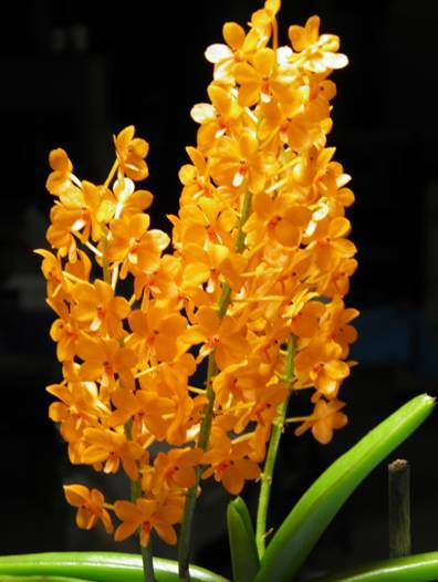 Favourite: The winning orchid Asctm.miniatum; a species grown by B and J Lennon