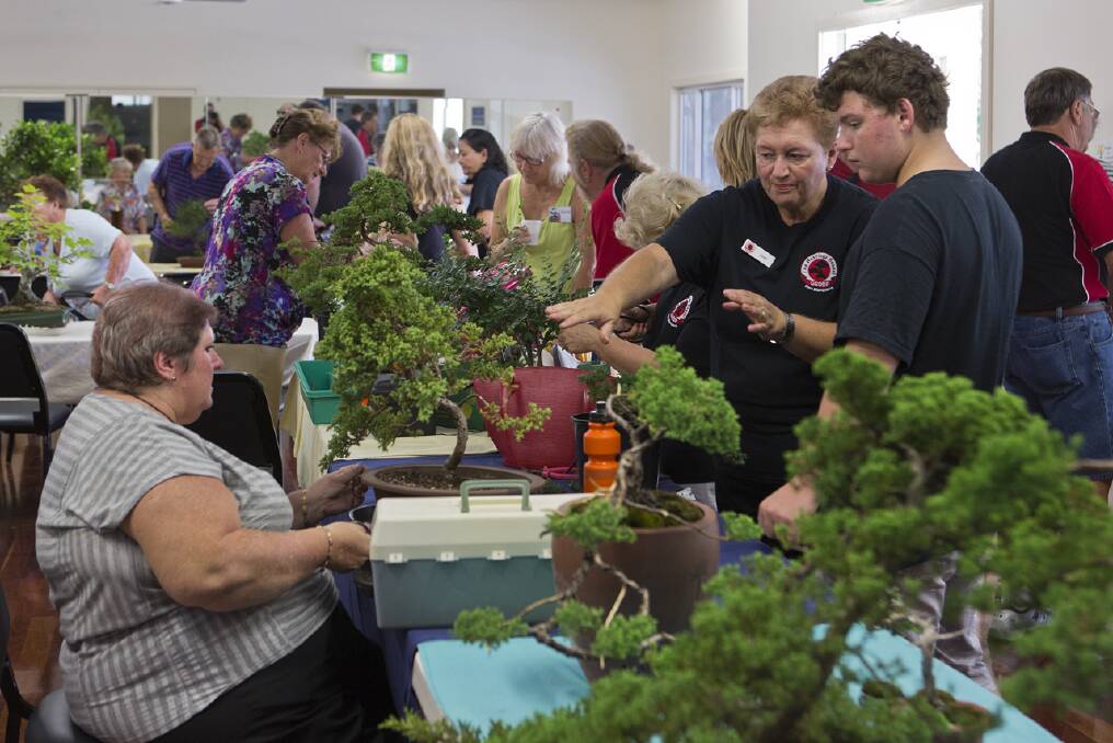 Displays: Some of the enthusiasts at last year's Bonsai Exhibition.