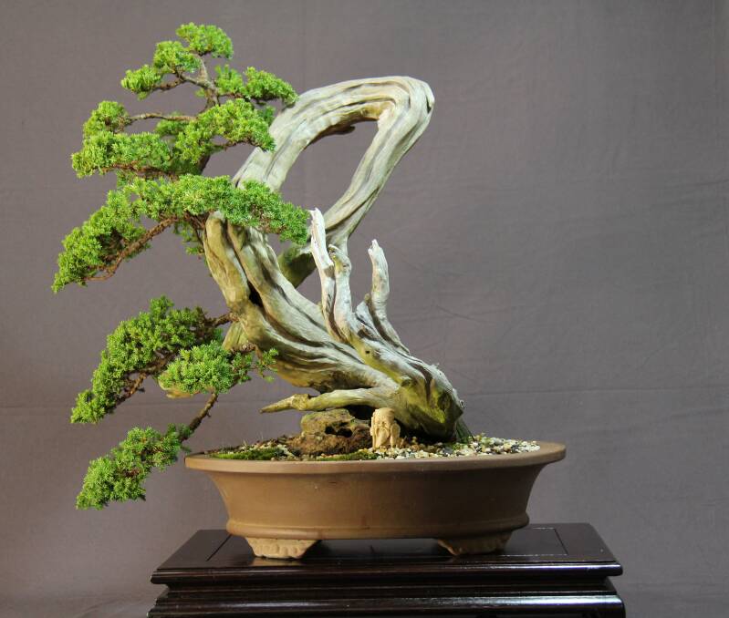 Beautiful Bonsai: A juniper that was recently displayed at Coffs Harbour