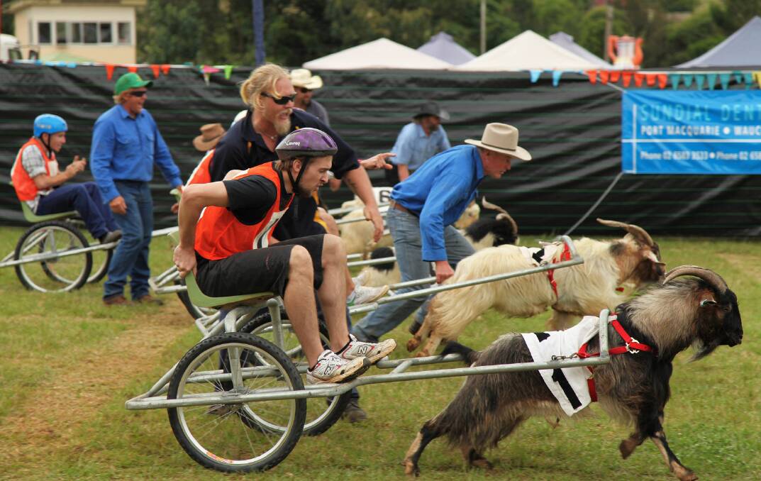 Get your goats ready: The famous Comboyne Mountain Goat Races will again be in action at Comboyne Show, with a full program including the entertaining 'Politicians and Dignitaries Race', and the highly competitive 'Radio Station $500 Charity Challenge Race'