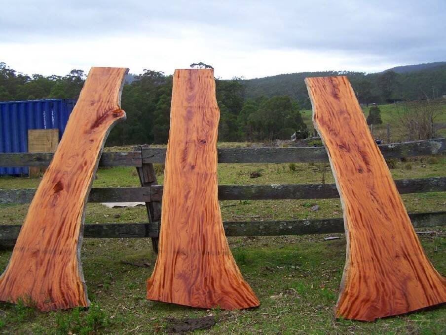 Rare: Red Cedar slabs such as these will be showcased at the Rare Timber Auction