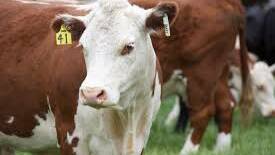 Record cattle prices