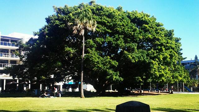 Port Macquarie's Town Green by @jefw1303