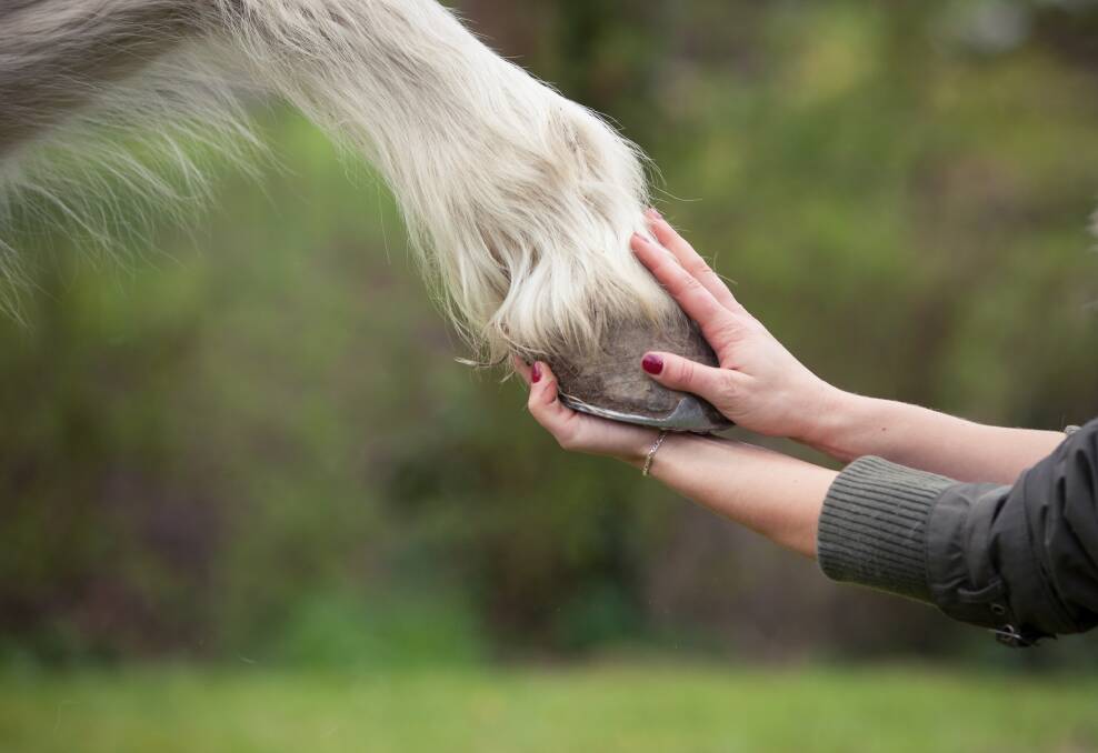 LIFELONG: While laminitis or foundering can be managed and prevented, it cannot be cured.