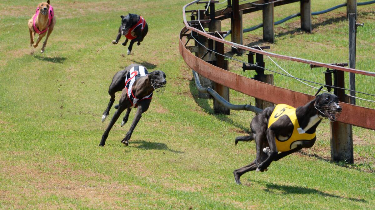 Taree Greyhound Club's first TAB meeting confirmed for June 17
