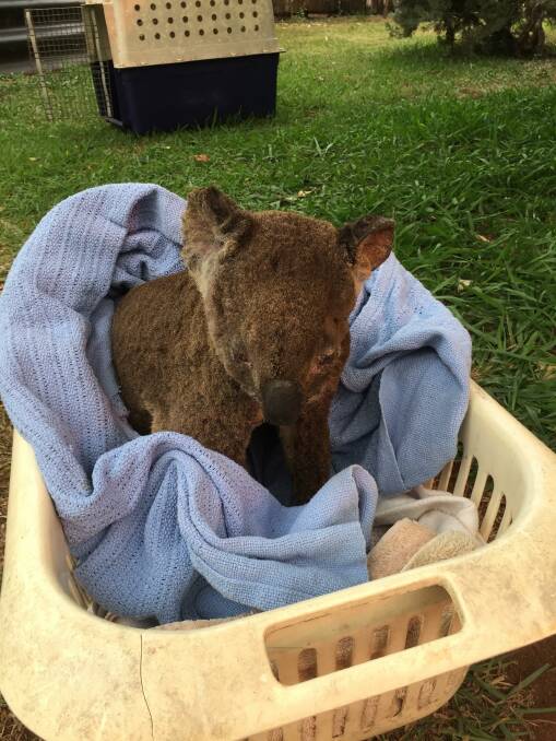 Badly burnt koala rescued by ex-policeman from Wauchope