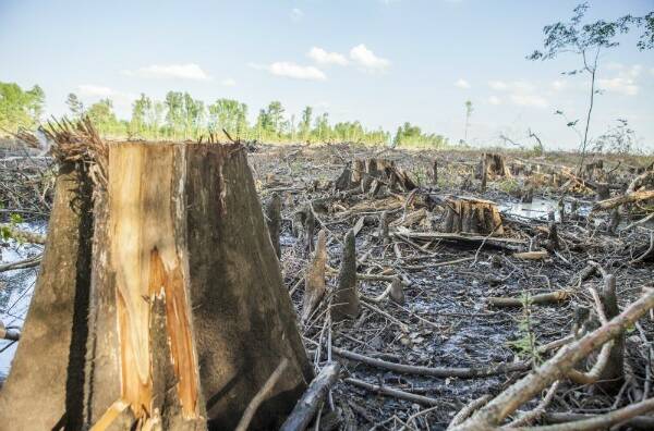 Film to screen: This Southern American peat land forests were clear felled in February 2019.