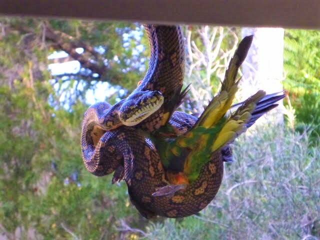 Part of nature: This Diamond Python was snapped feasting on a Rainbow Lorikeet. Photo: supplied