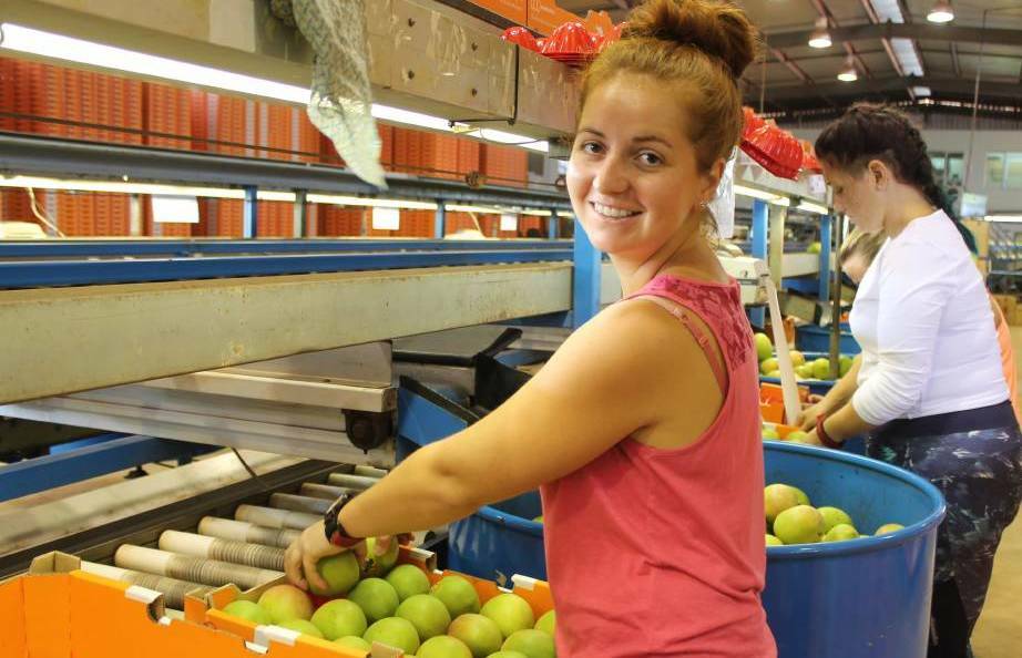 Packing mangoes in Katherine, traditionally it has been a job helped by backpackers and other international arrivals.