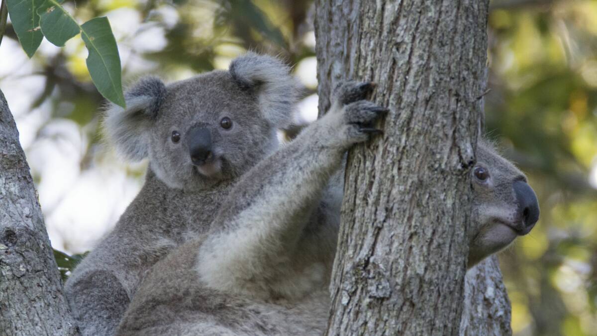 Big koala sculpture plan to celebrate region's uniqueness