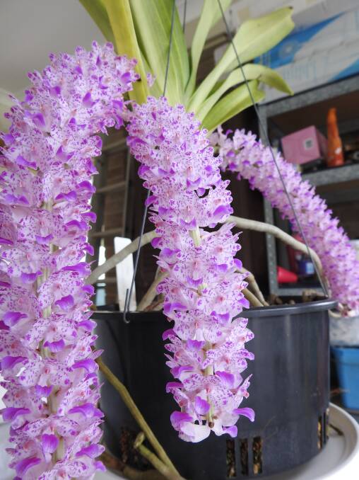 All you need to know about orchids at info day