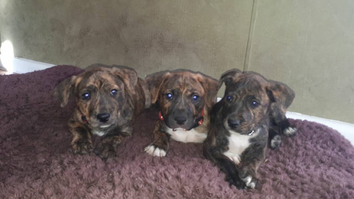 Staffy pups are available at Wauchope Vets in High Street.