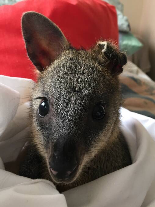 HELPING WILDLIFE: A swamp wallaby with singed ears being cared for by the FAWNA charity.
