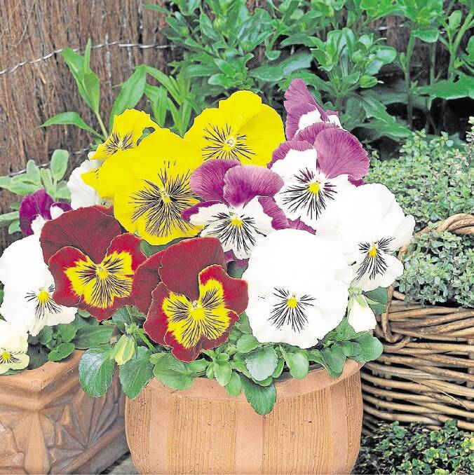 Summer heat arrives with a bang: Wauchope garden club tips