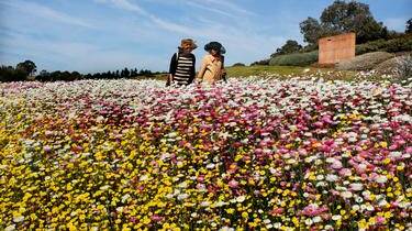 Walking through an impressive display of paper daisies. Photo supplied.