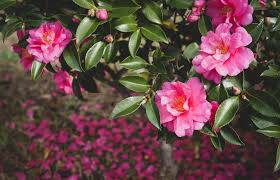 Sasanqua camellias. Photo supplied.