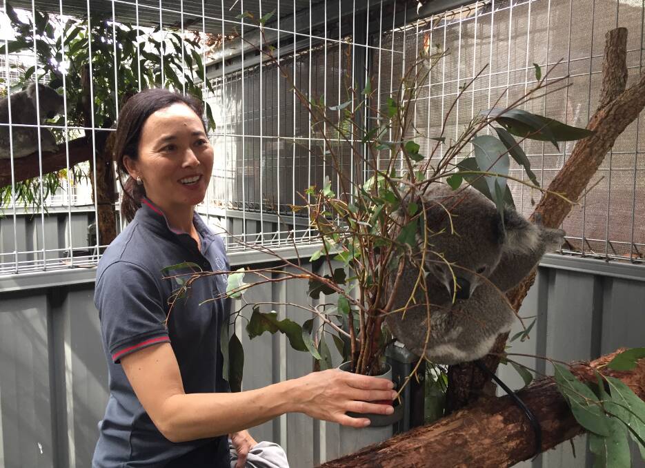 CUTE AND CUDDLY: Koala Sam is a welcome visitor to Wauchope. Seen here with Amanda Gordon at the koala hospital.