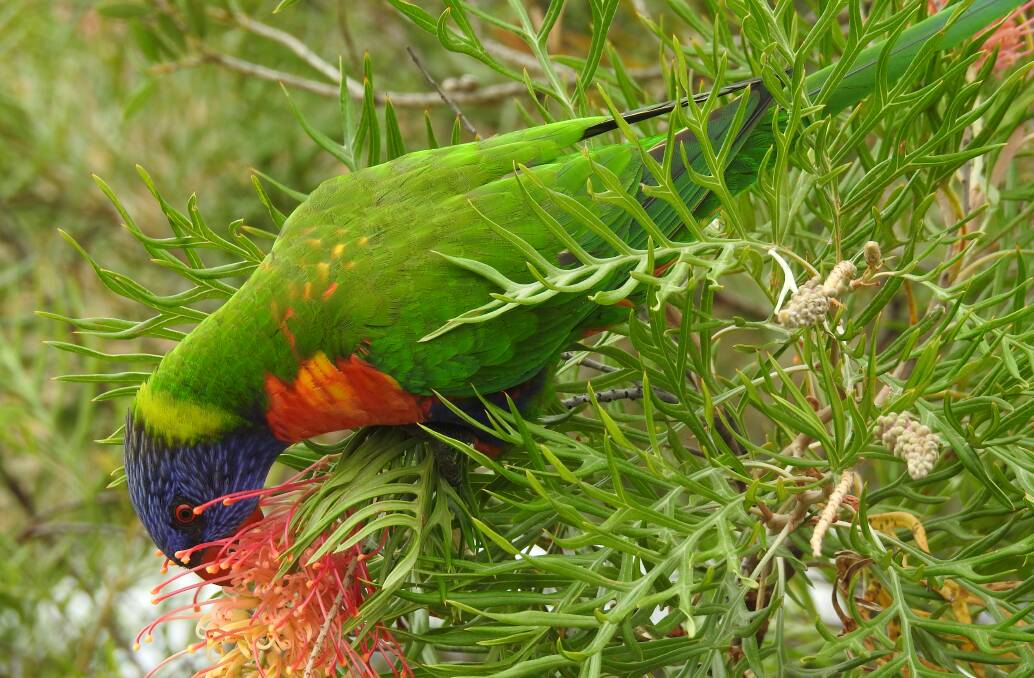 Help count birds like the Rainbow Lorikeet in this great annual event. Photo: Letitia Fitzpatrick.