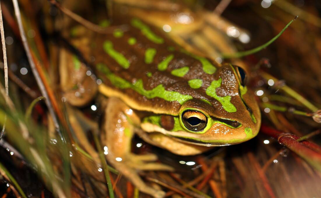 The Green and Gold Bell Frog.