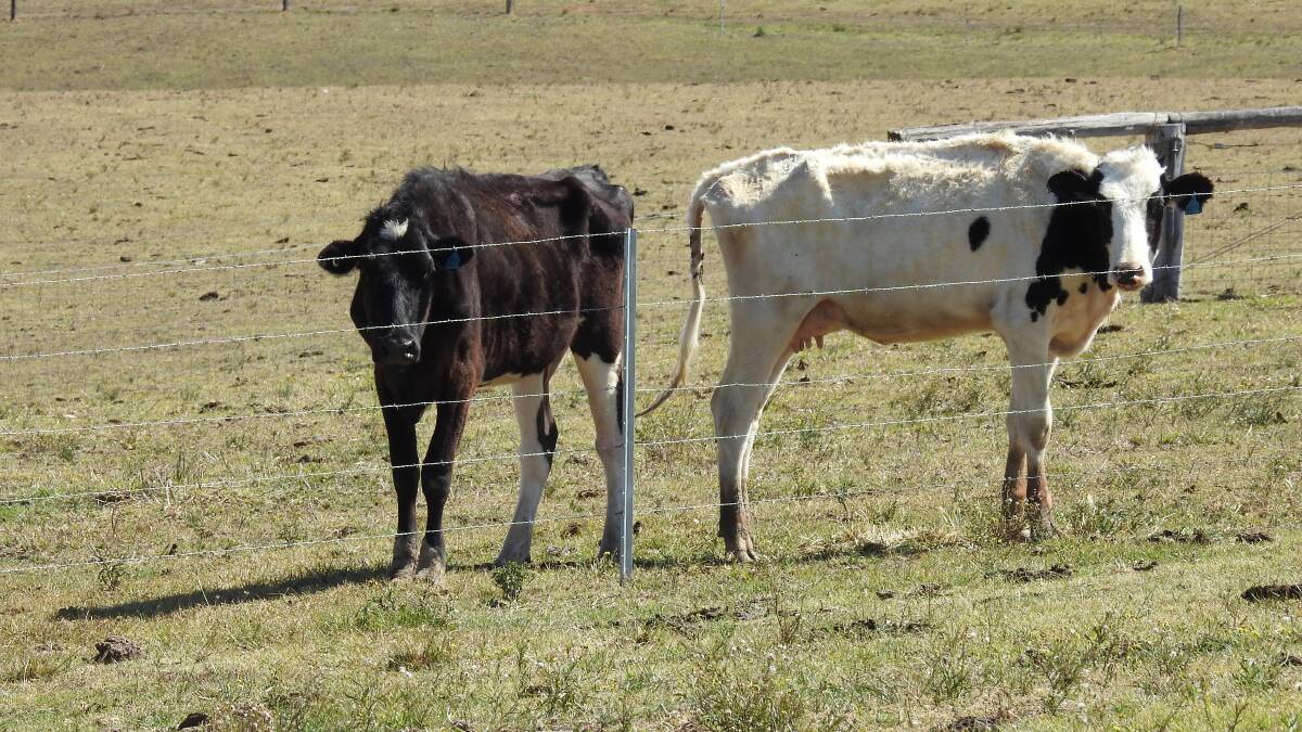 The cattle are skinny because of the drought.