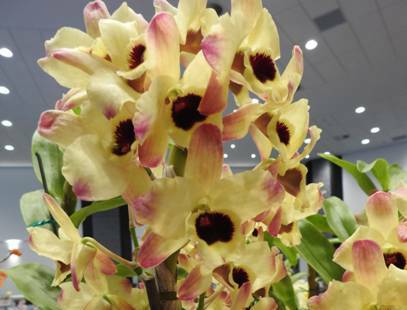 The Softcan Dendrobium, a very hardy and showy orchid, easy to grow and flower, will be talked about at the next meeting.