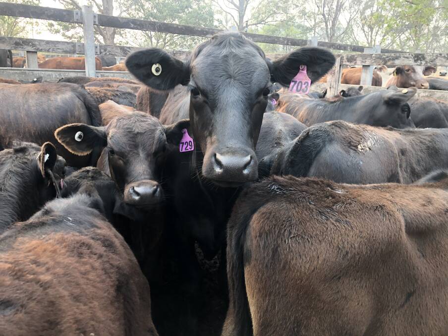 The recent Kempsey Cattle Sale saw record numbers with 2300 head sold. If producers are looking to reduce stock numbers ahead of a long dry summer, closing dates of saleyards and processing facilities need to be considered.