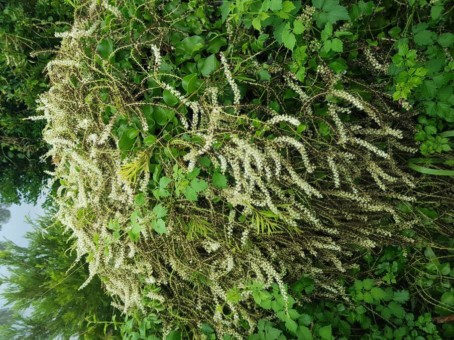 The invasive weed known as Madeira Vine.
