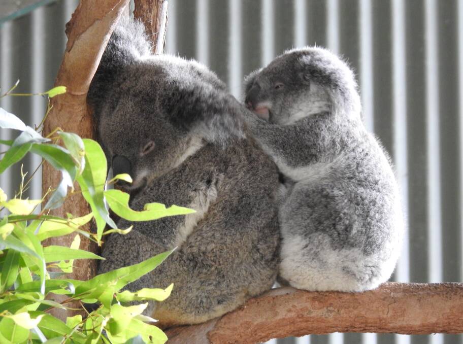 MUM AND BUB KOALAS: Billabong Zoo is one of the big attractions on the North Coast.  Photo: Letitia Fitzpatrick.