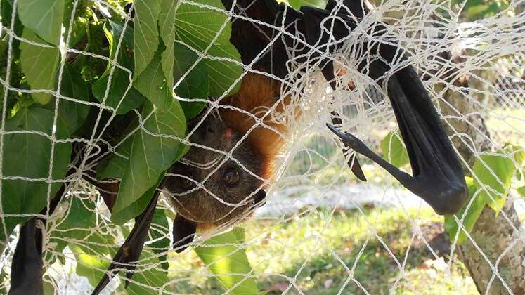 A flying fox caught in fruit tree netting.