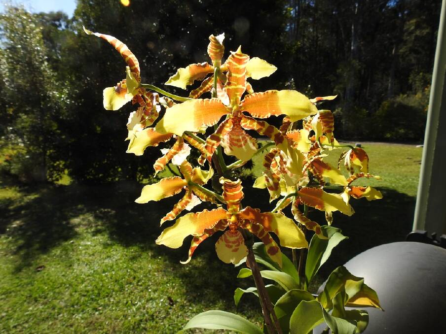 BEAUTIFUL: This orchid in flower is last month's winner, RCs. Rawdon Jester, grown by Paul Sloan.