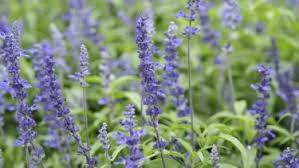 Time to plant a variety of gorgeous, cottage garden-style salvia.
