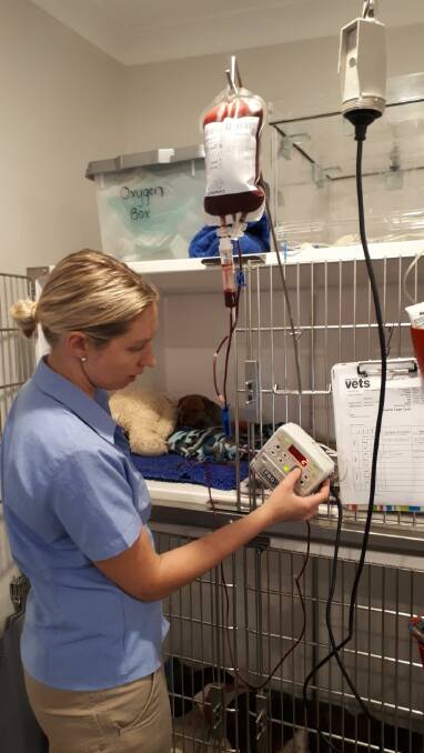 Wauchope vet Gillian Lawrence giving Mira a lifesaving blood transfusion.