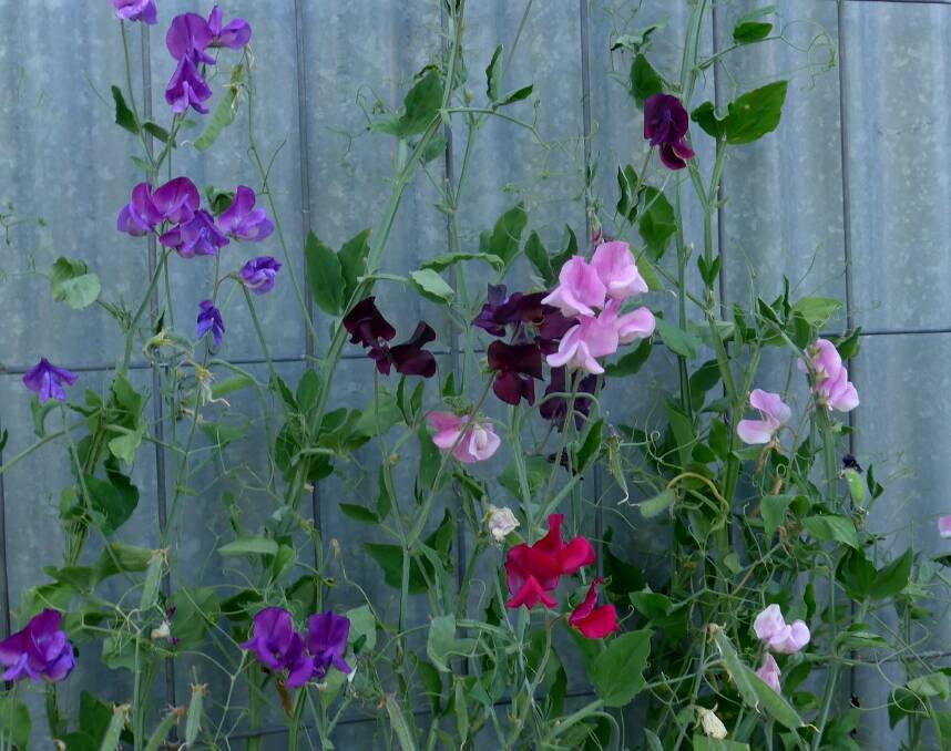 Trellises need to be erected ready for sweet peas which are planted around St Patrick's Day (March 17) for best results.