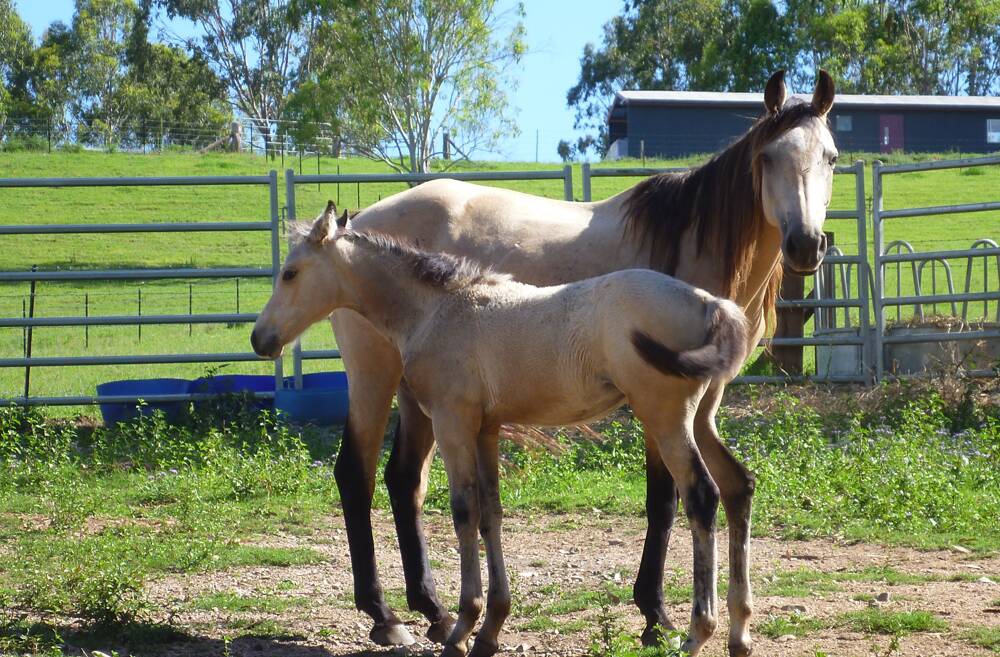 A mare and calf at Lederville.