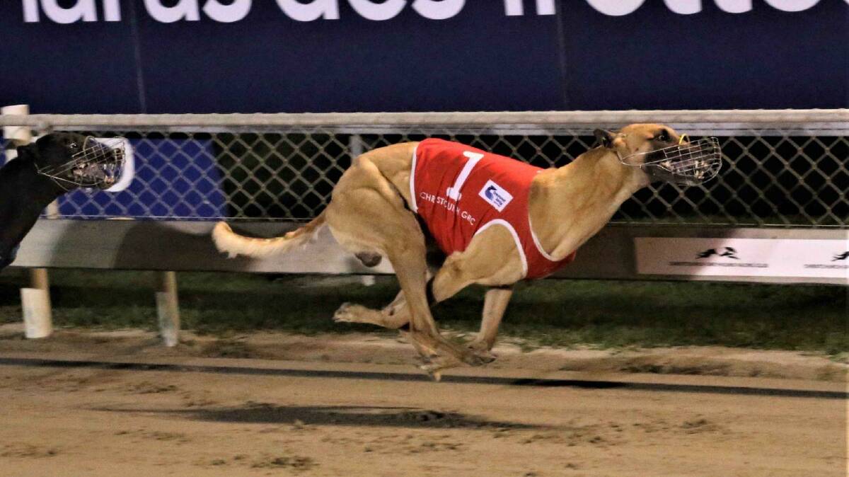 Another win: Wauchope part-owned greyhound Bago Bye Bye raced to victory at Albion Park in the 2019 TAB Gold Cup last Thursday. Photo: supplied