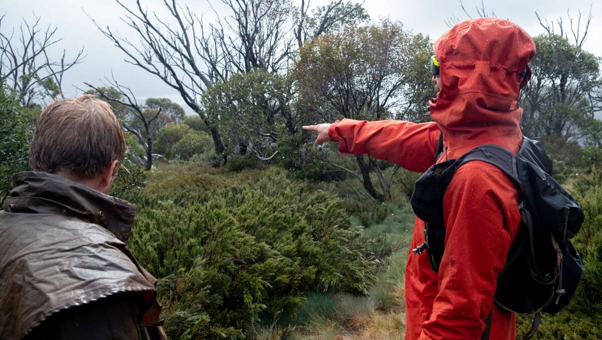 Jozef Meyer points out dieback affected trees in Kosciuszko National Park. Picture: Kate Matthews