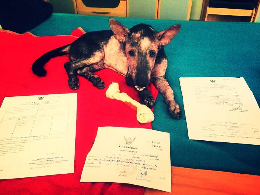 INTERNATIONAL CITIZEN: Ozzie with his paperwork to leave Thailand and his first "chewie". Photo: supplied