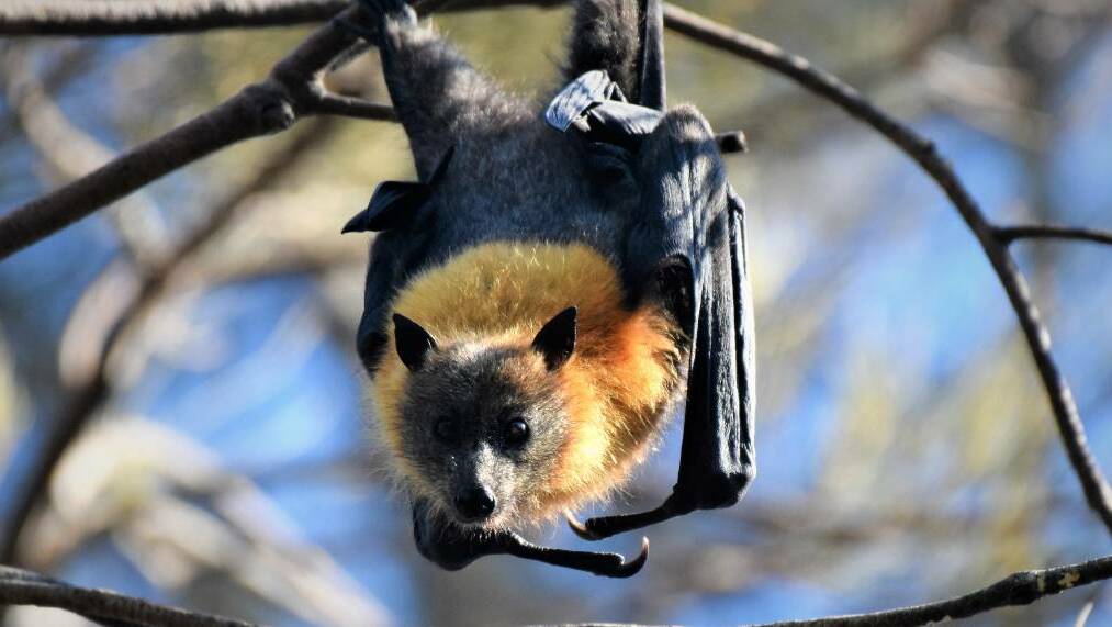  Home base: Kooloonbung Creek Nature Reserve is home to the largest flying fox population in the local government area. Photo: Matt Attard