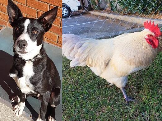 Adopt an energetic pup or a rooster